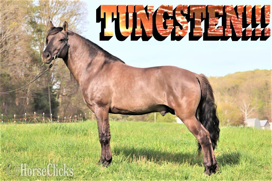Indiana "VBF Only Imagine" Chocolate Mare Rocky Mountain