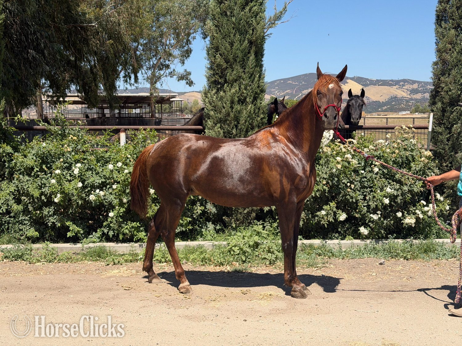 "Rodania Bandar" Chestnut Mare Arabian in California