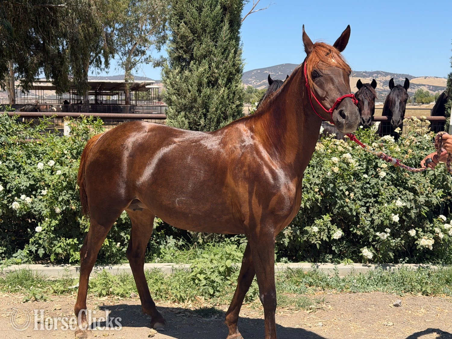 "Rodania Bandar" Chestnut Mare Arabian