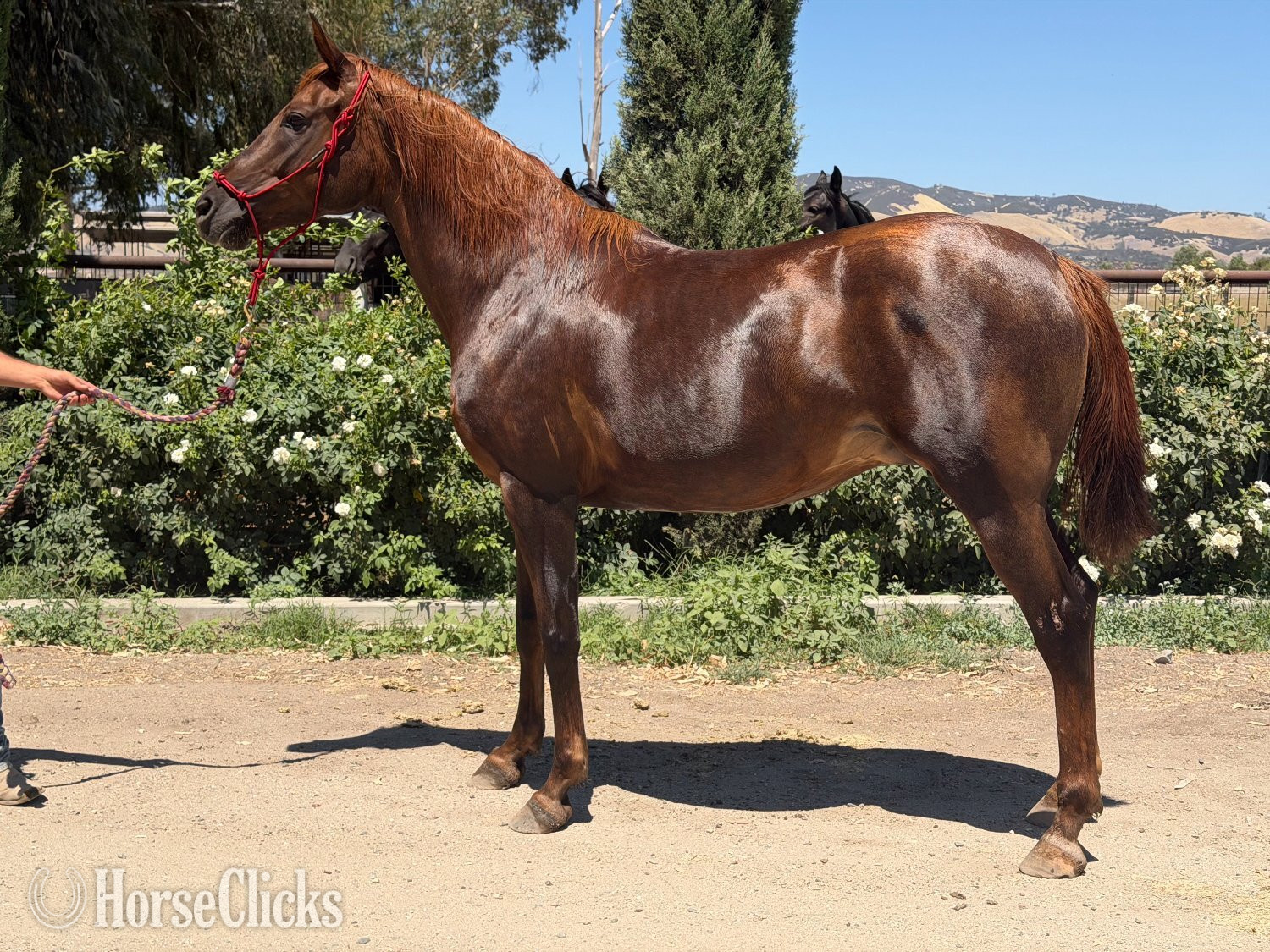 California "Rodania Bandar" Chestnut Mare Arabian