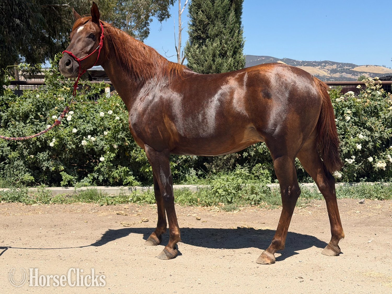 "Rodania Bandar" Chestnut Mare Arabian - Arabian in California