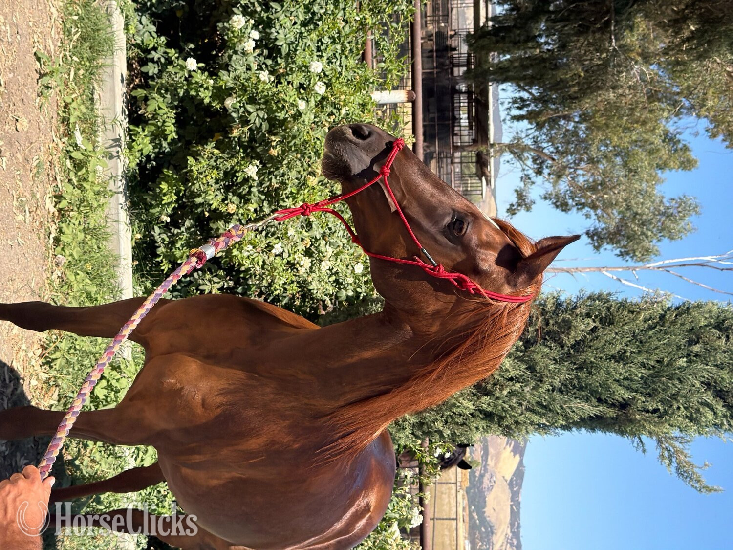 "Rodania Bandar" Chestnut Mare Arabian - Arabian