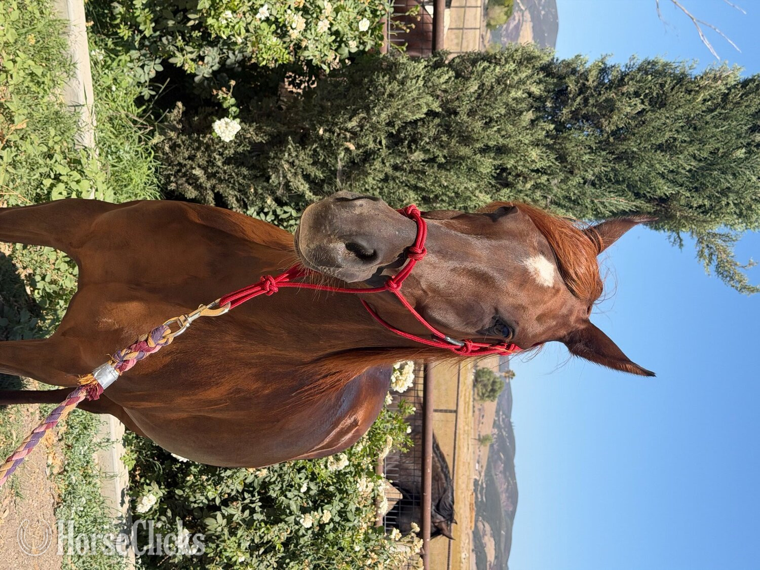 "Rodania Bandar" Chestnut Mare Arabian California