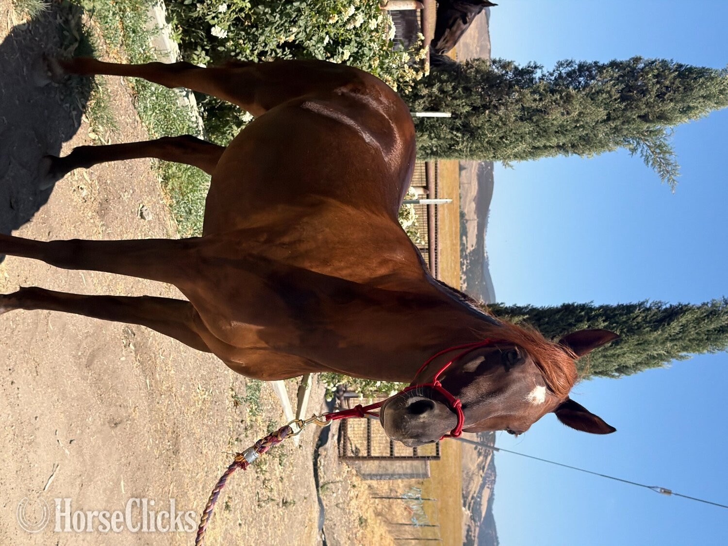 Arabian - "Rodania Bandar" Chestnut Mare Arabian