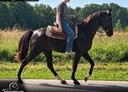 "Baxter" Black Gelding Tennessee Walker