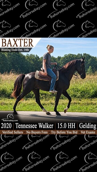 "Baxter" Black Gelding Tennessee Walker