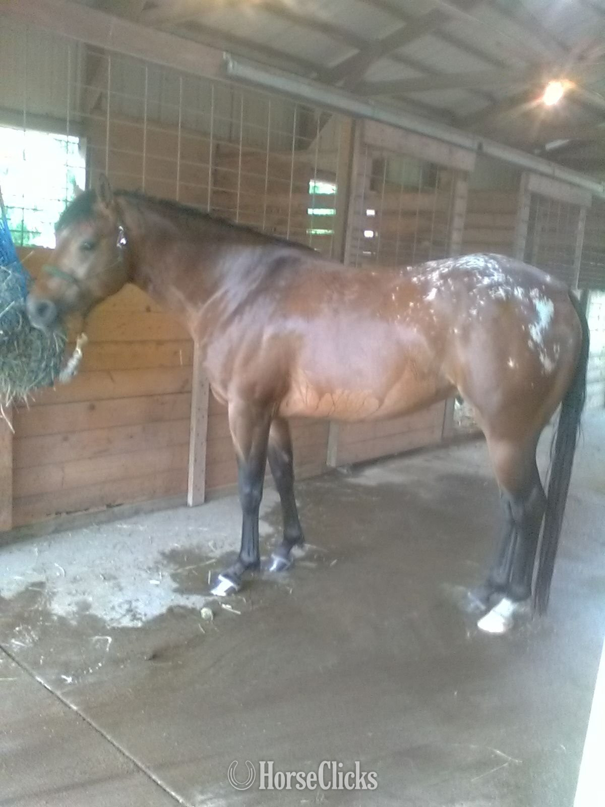 Spotted 14hh Gelding for Lease in Michigan