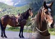 "Lexus" Bay Mare Percheron