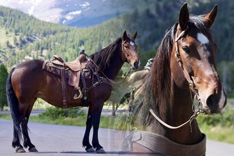 "Lexus" Bay Mare Percheron
