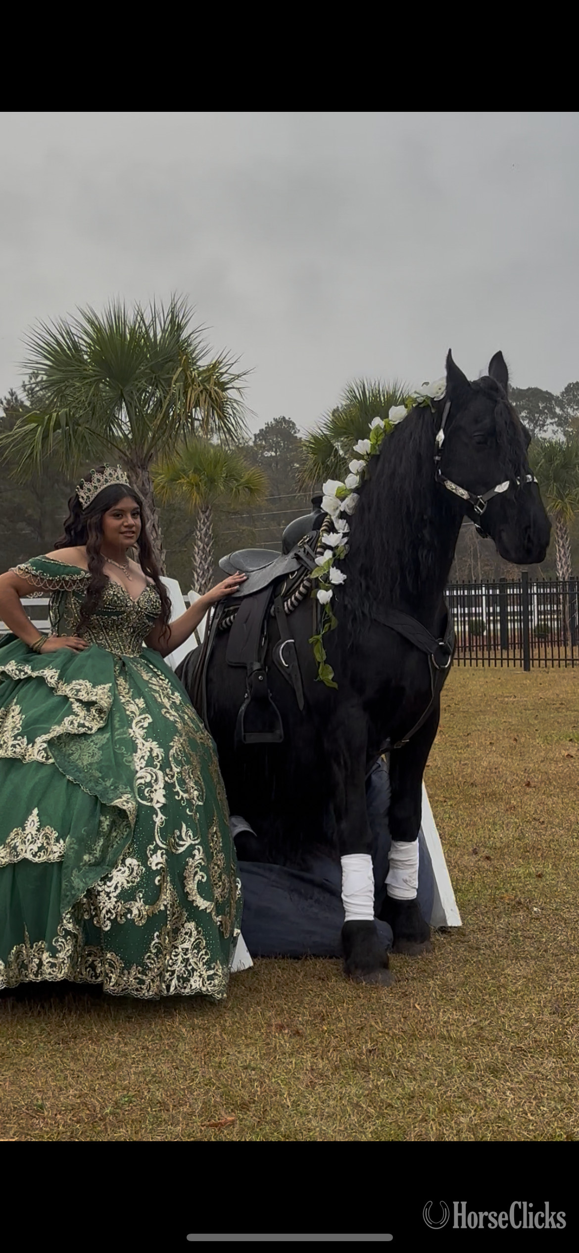 "Pancho" Black Gelding Friesian