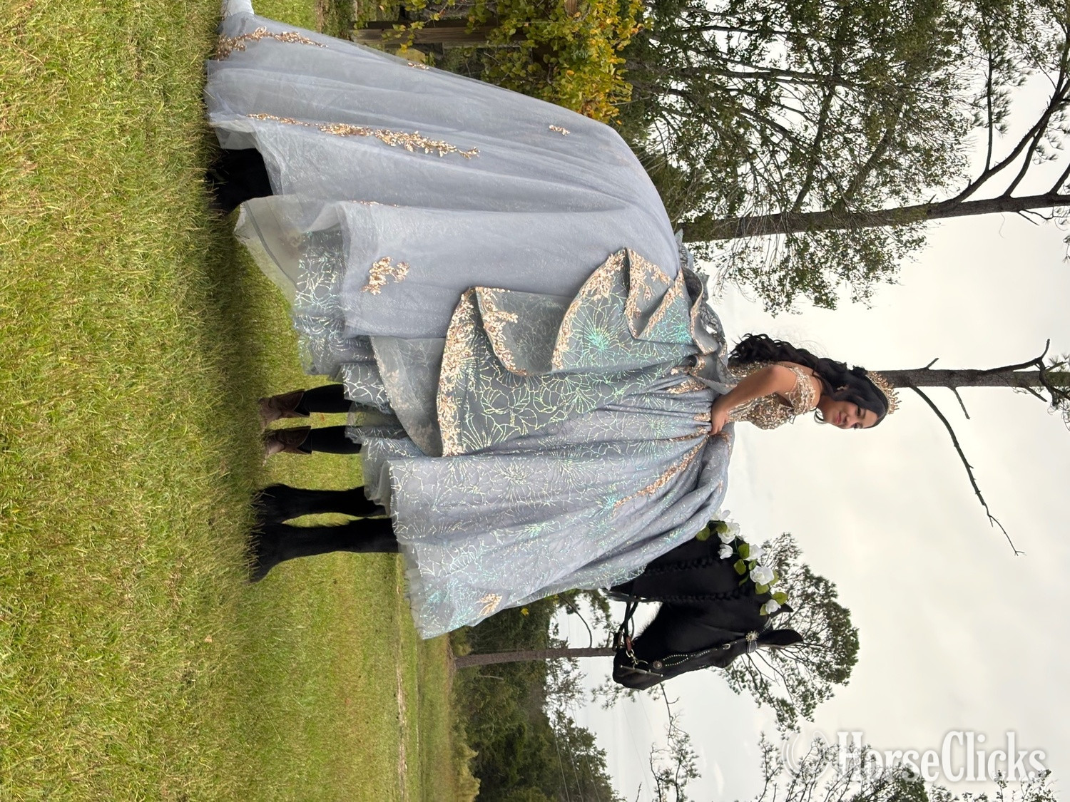 North Carolina "Pancho" Black Gelding Friesian