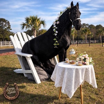"Pancho" Black Gelding Friesian