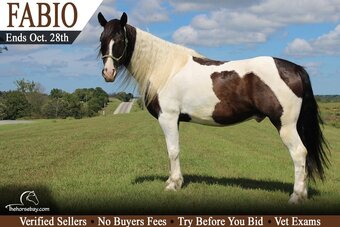 "Fabio" Black Gelding Gypsy Vanner