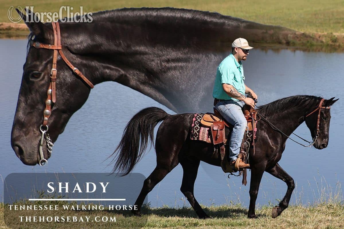 "Shady" Black Gelding Tennessee Walker in Kentucky