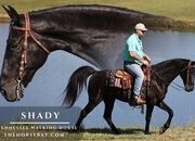 "Shady" Black Gelding Tennessee Walker