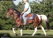 "A Ritzy Cowboy" Tabiano Gelding Spotted Saddle