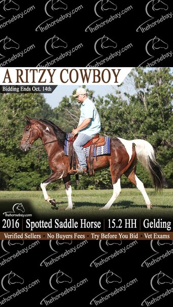 "A Ritzy Cowboy" Tabiano Gelding Spotted Saddle