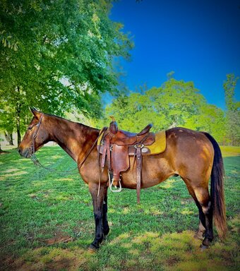 "Todd" Bay Gelding Quarter Horse