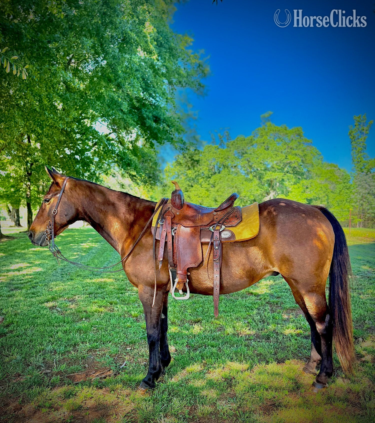 "Todd" Bay Gelding Quarter Horse in Georgia