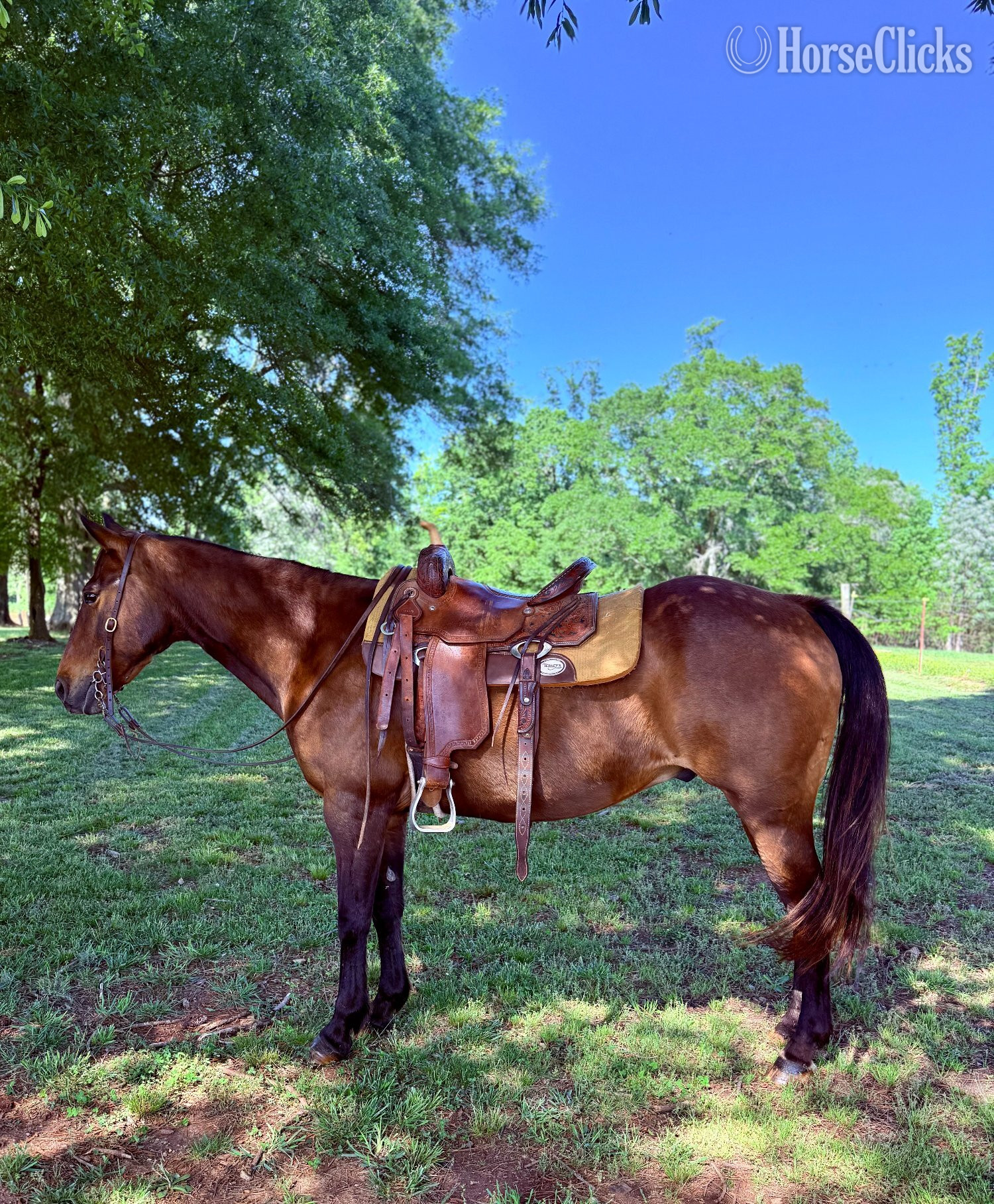 "Todd" Bay Gelding Quarter Horse
