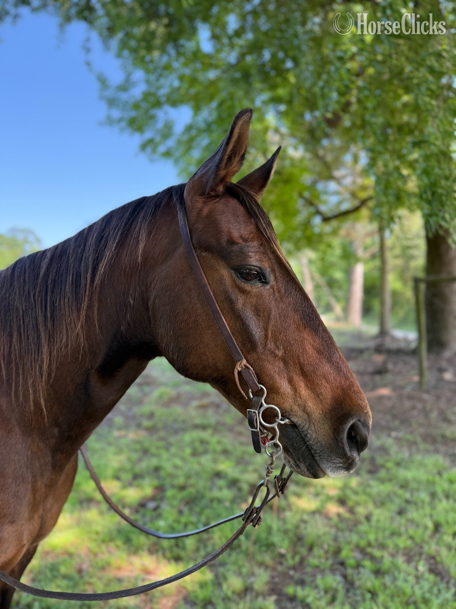 Georgia "Todd" Bay Gelding Quarter Horse