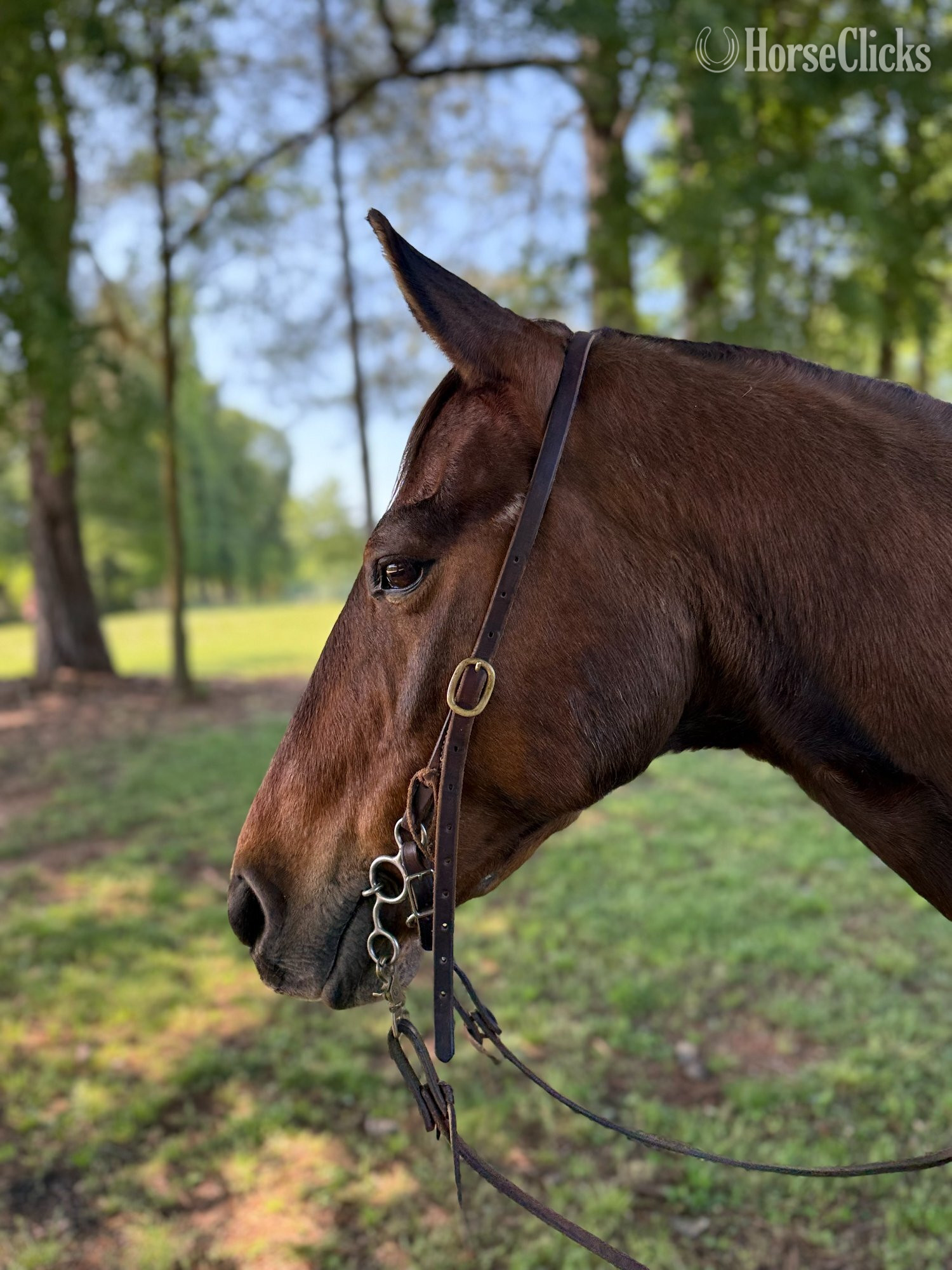"Todd" Bay Gelding Quarter Horse - Quarter Horse in Georgia
