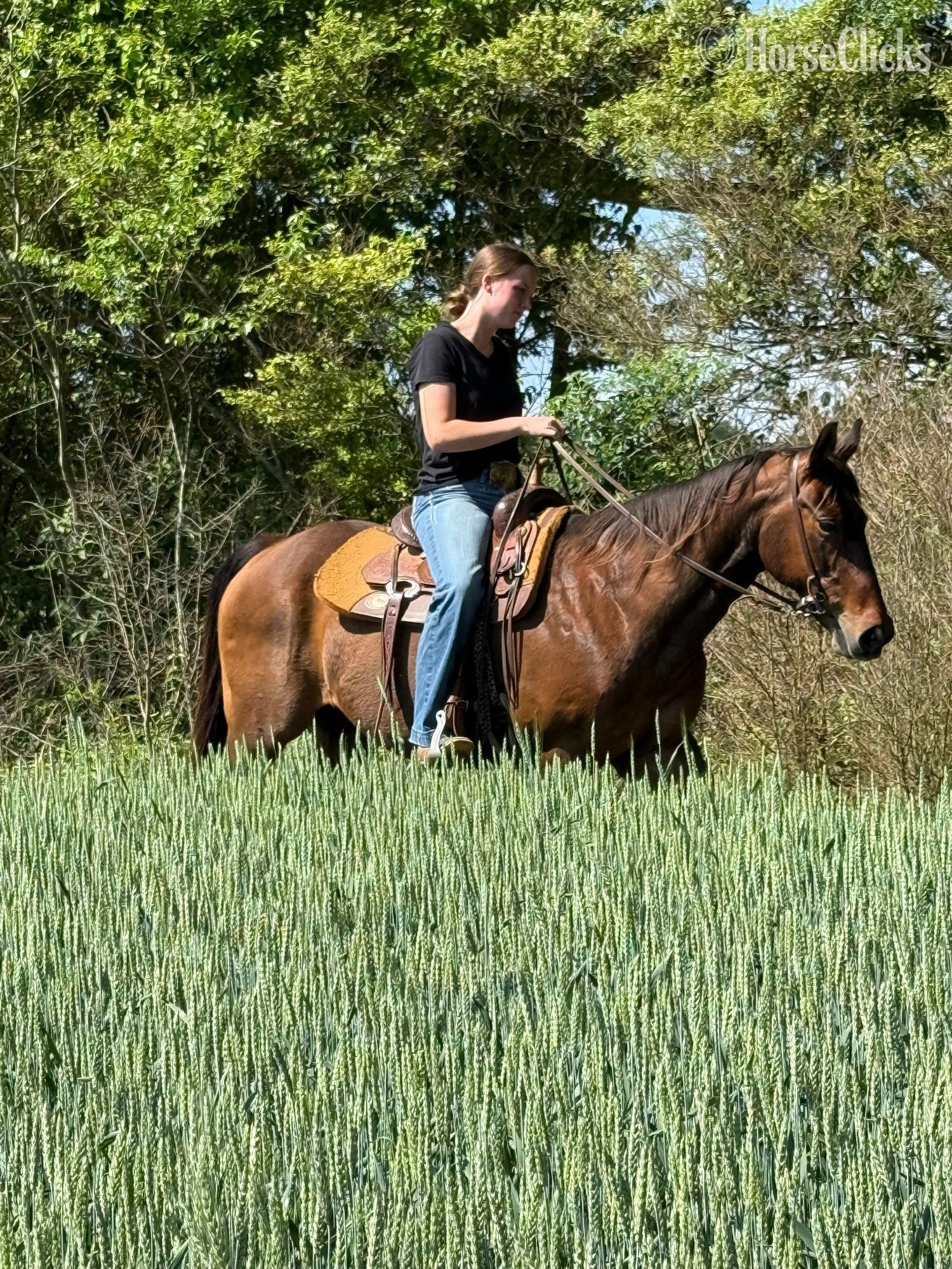 "Todd" Bay Gelding Quarter Horse - Quarter Horse