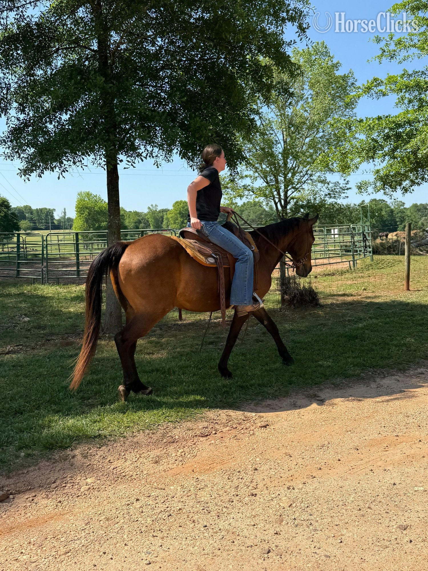 "Todd" Bay Gelding Quarter Horse Georgia
