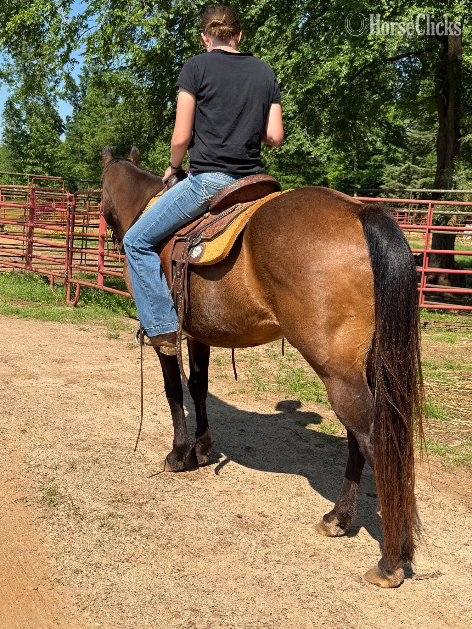 Quarter Horse - "Todd" Bay Gelding Quarter Horse in Georgia