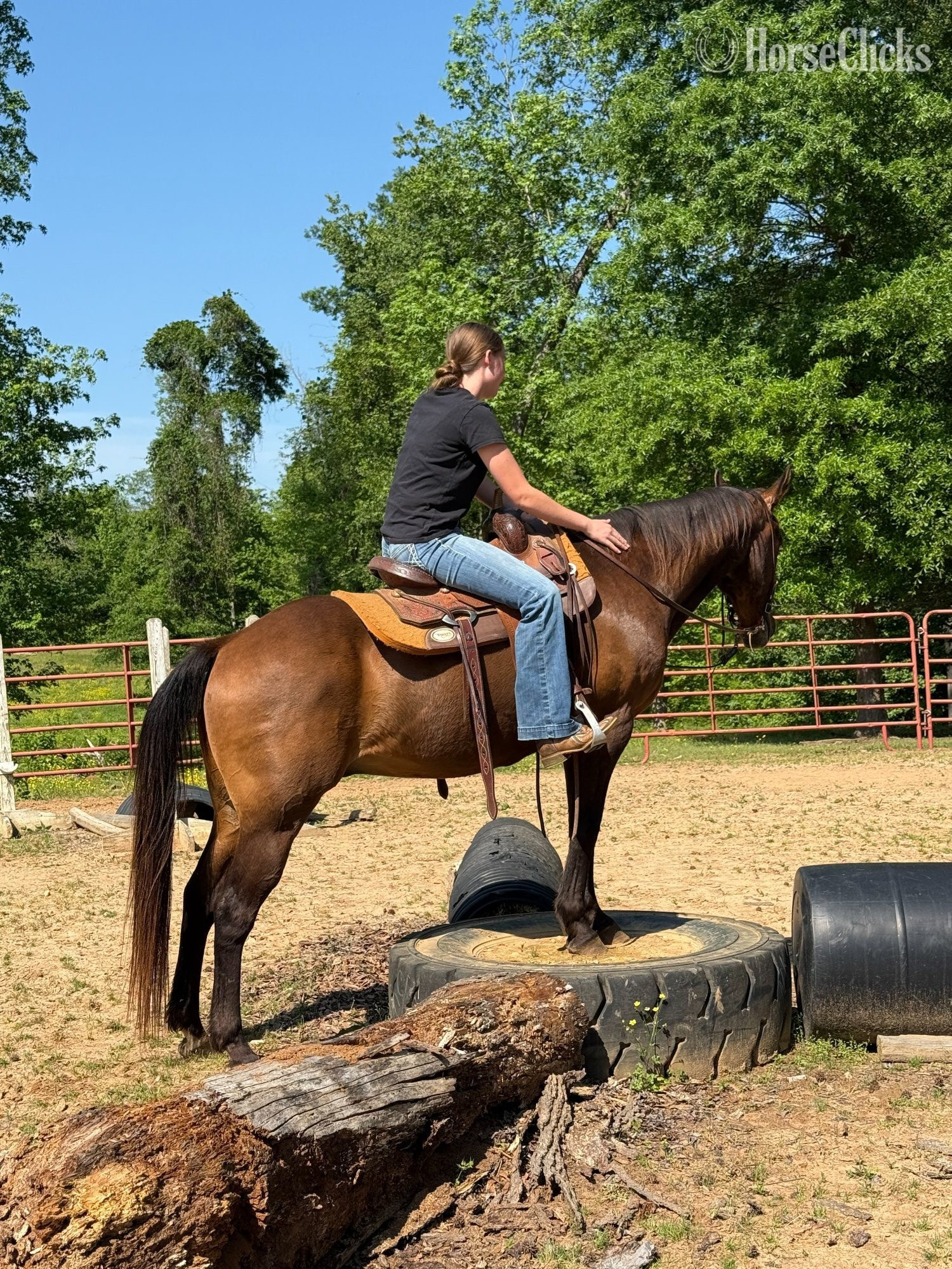 Quarter Horse - "Todd" Bay Gelding Quarter Horse