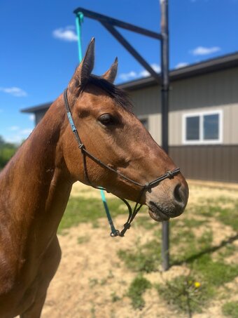 "Brooks " Dun Gelding Quarter Horse