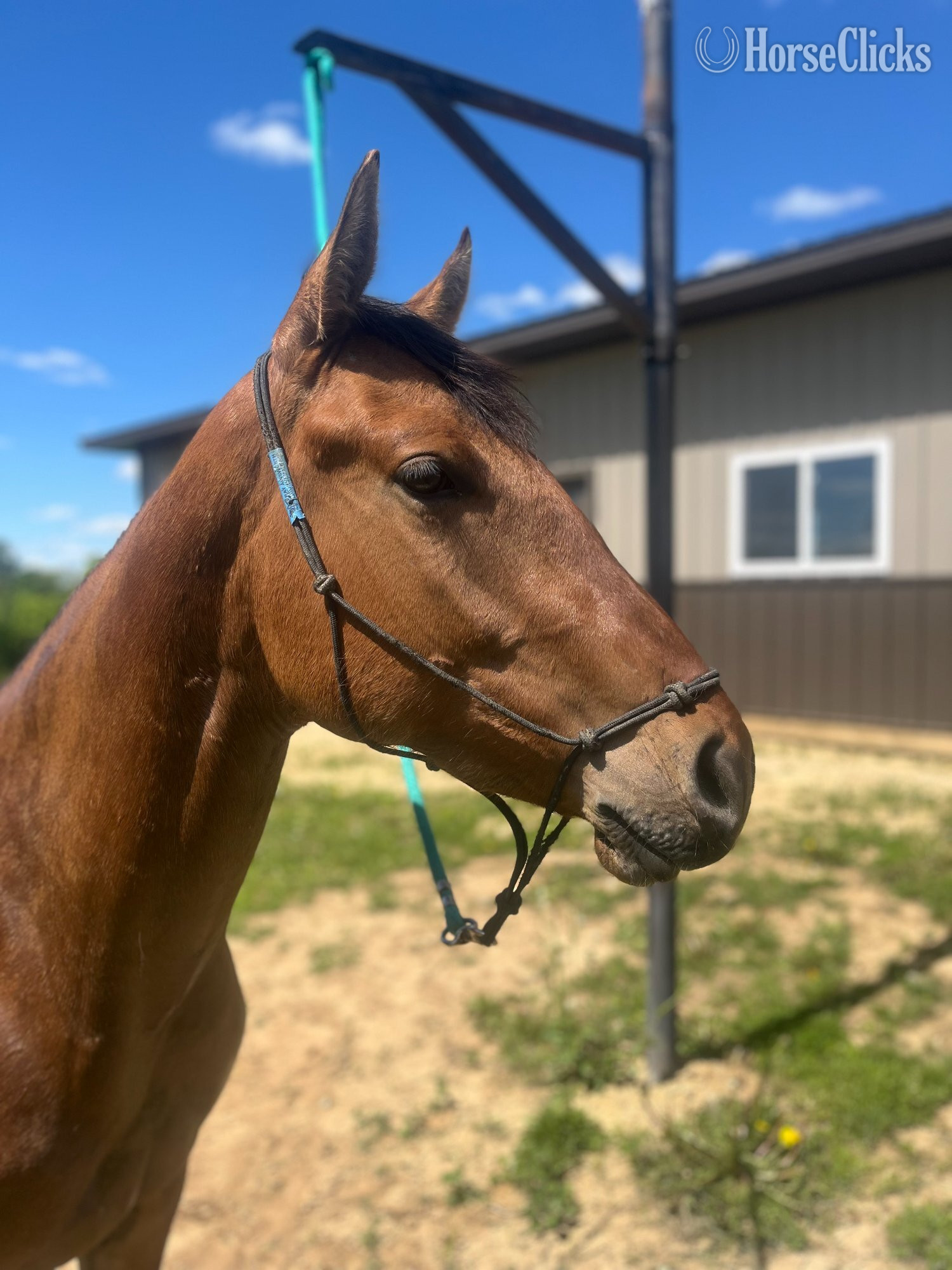 "Brooks " Dun Gelding Quarter Horse in Wisconsin