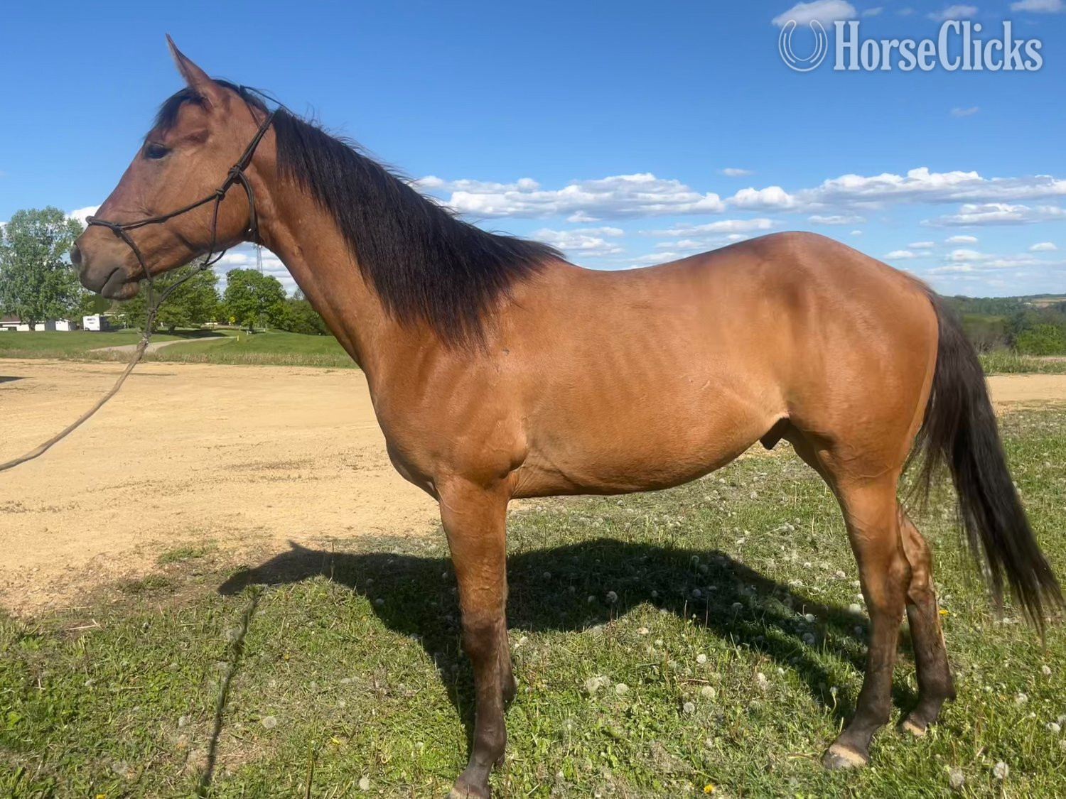 "Brooks " Dun Gelding Quarter Horse