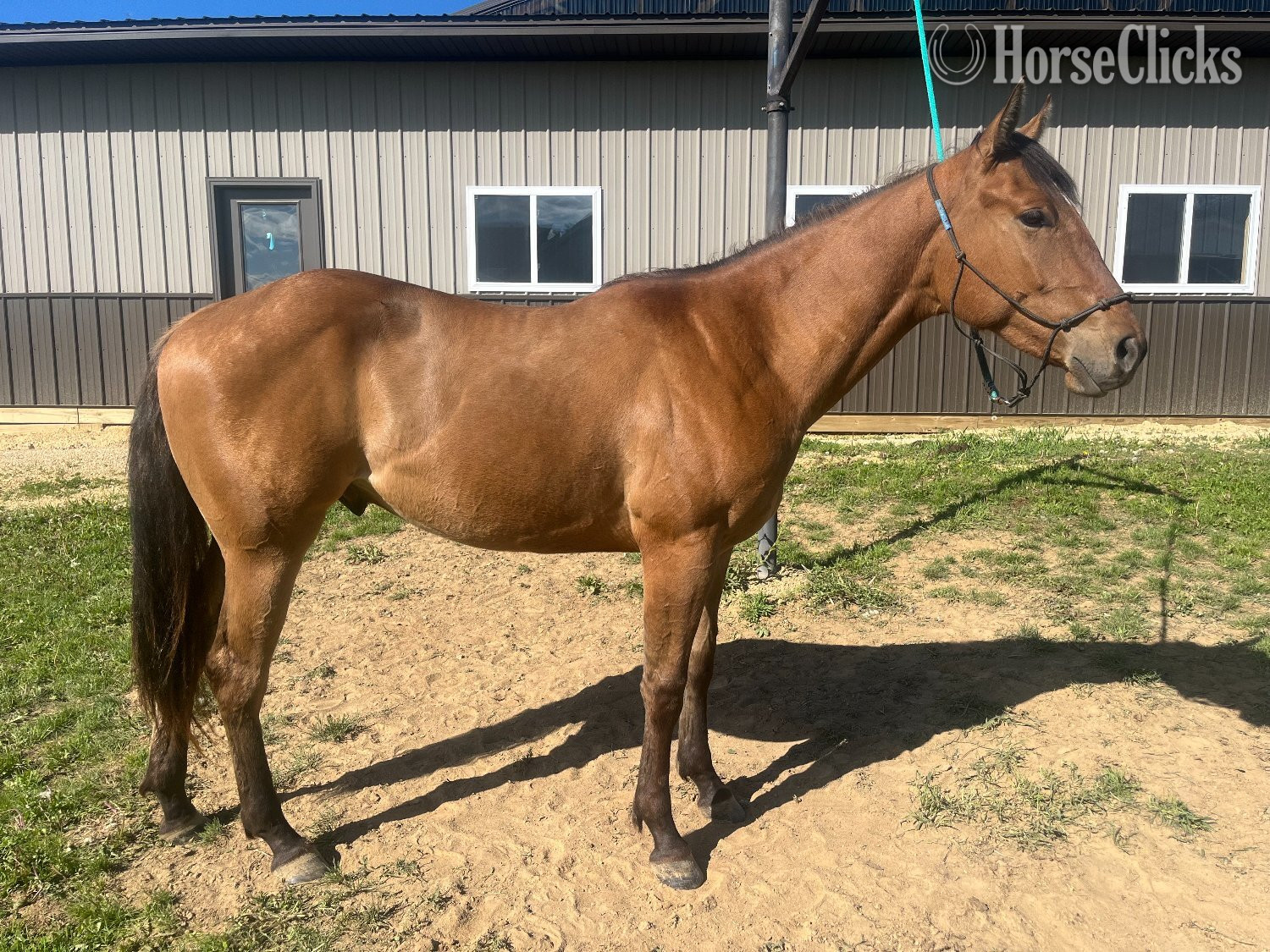Wisconsin "Brooks " Dun Gelding Quarter Horse