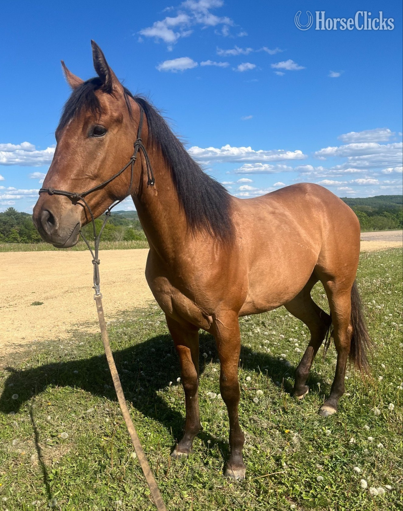 "Brooks " Dun Gelding Quarter Horse - Quarter Horse in Wisconsin