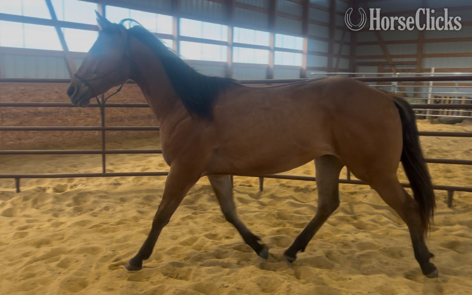 "Brooks " Dun Gelding Quarter Horse - Quarter Horse