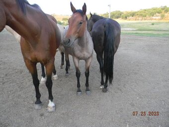 "Lolly Pop" Brown Mare Quarter Horse