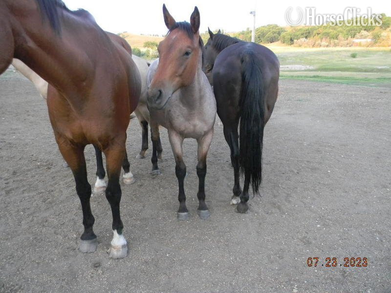 "Lolly Pop" Brown Mare Quarter Horse in North Dakota