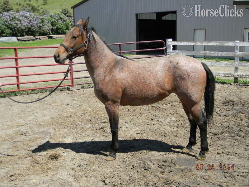"Lolly Pop" Brown Mare Quarter Horse