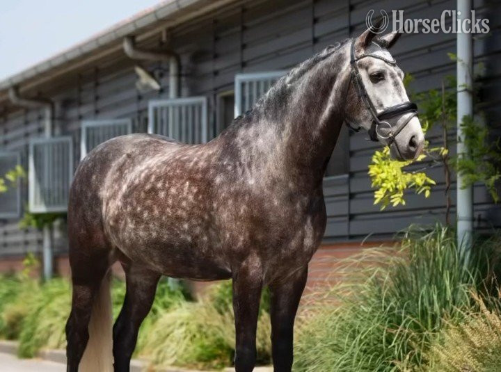 "Maximus " Dappled Gelding Lusitano in Nebraska