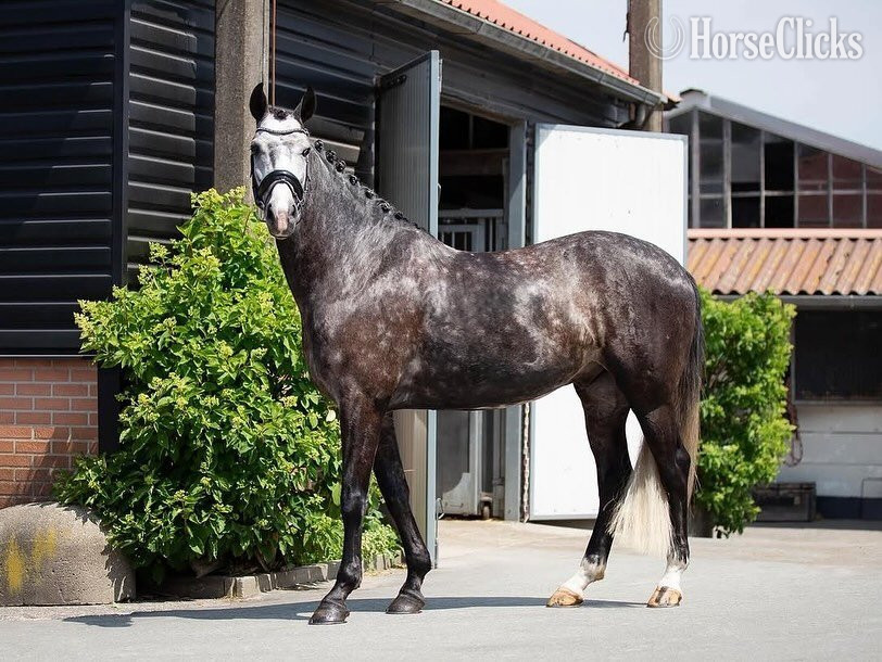 "Maximus " Dappled Gelding Lusitano