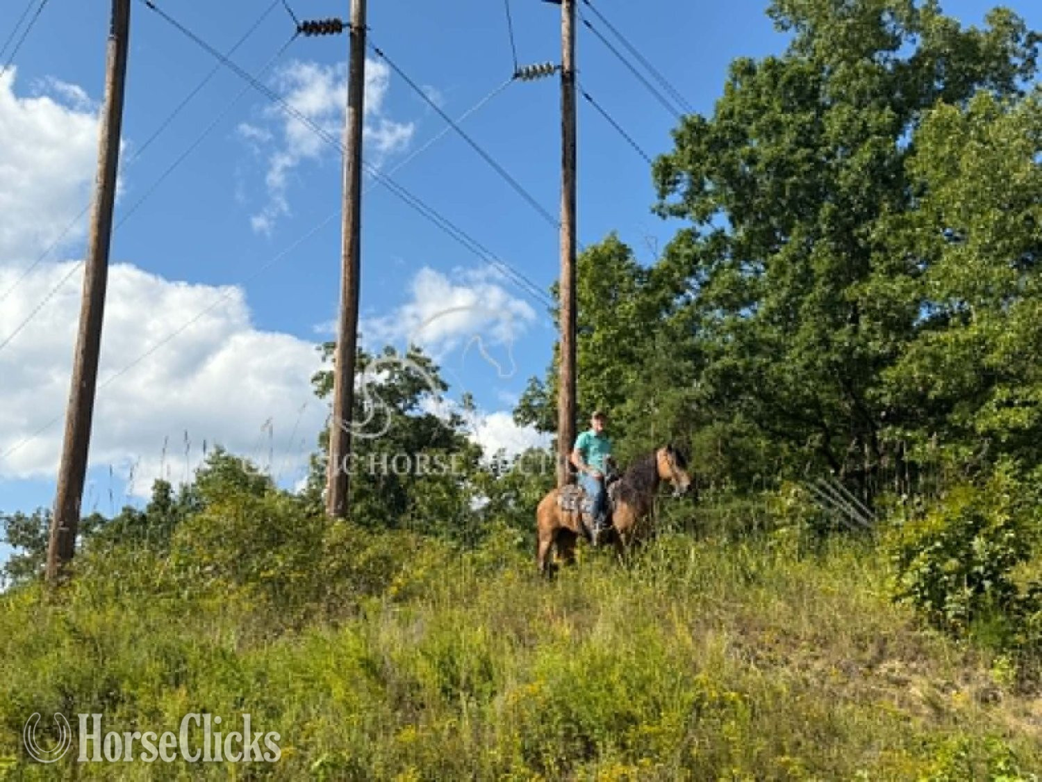 Kentucky "WAYLON" Buckskin Gelding Tennessee Walker