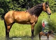 "WAYLON" Buckskin Gelding Tennessee Walker