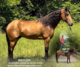 "WAYLON" Buckskin Gelding Tennessee Walker