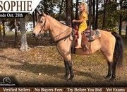"Sophie" Buckskin Mare Rocky Mountain