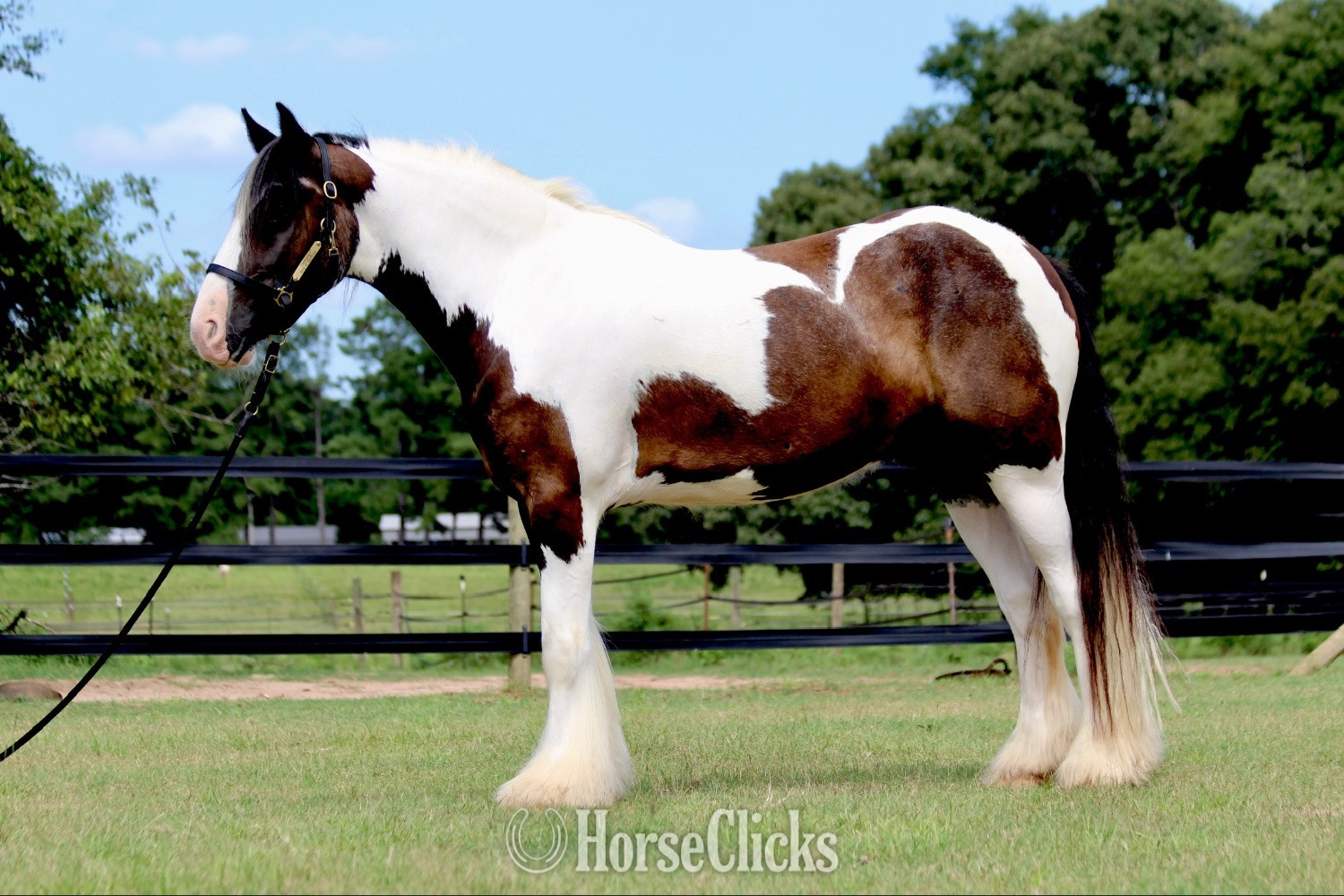 "Fennigan" Piebald Gelding Gypsy Vanner in Georgia