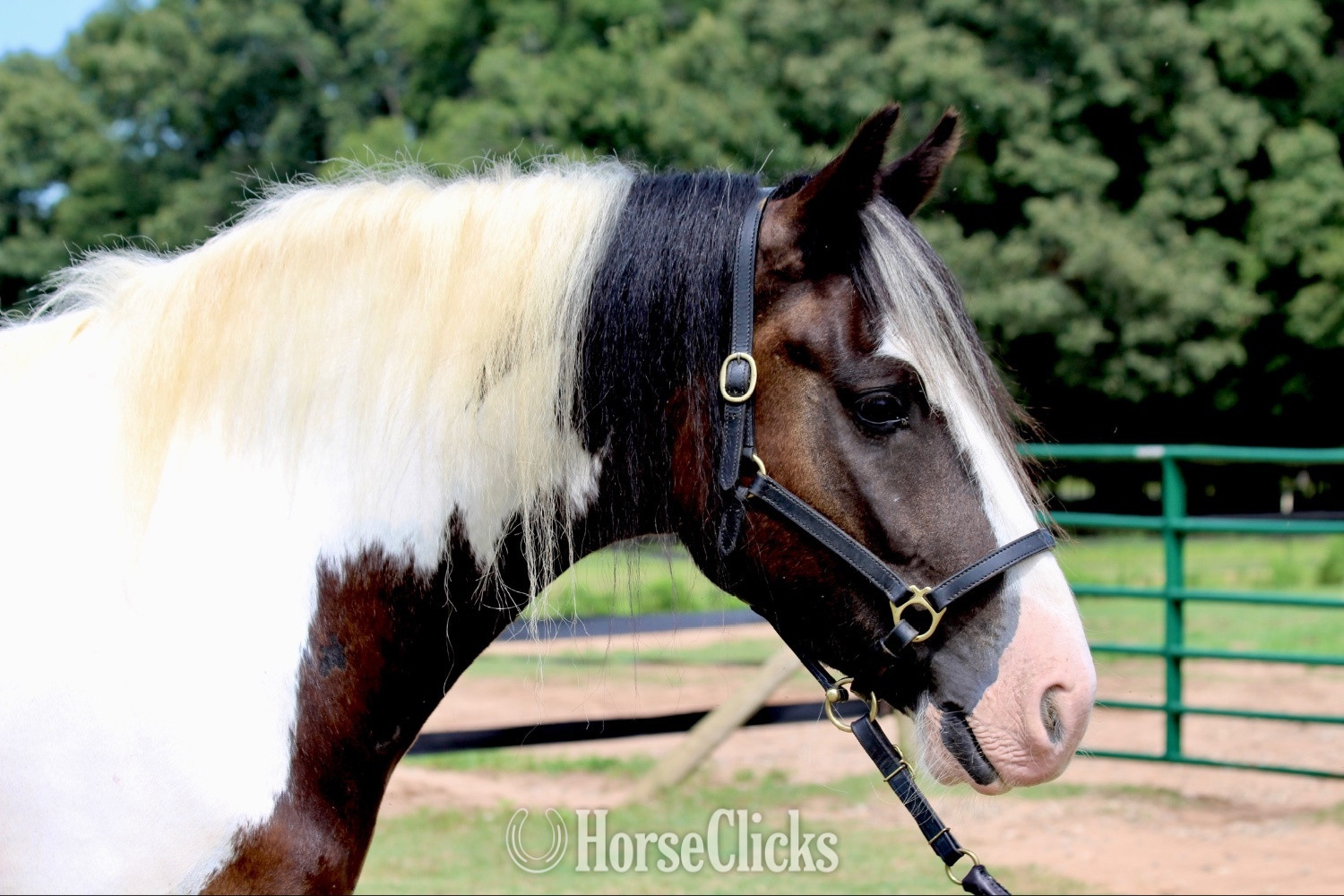 "Fennigan" Piebald Gelding Gypsy Vanner