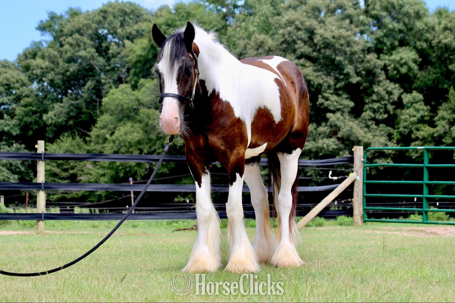 Georgia "Fennigan" Piebald Gelding Gypsy Vanner