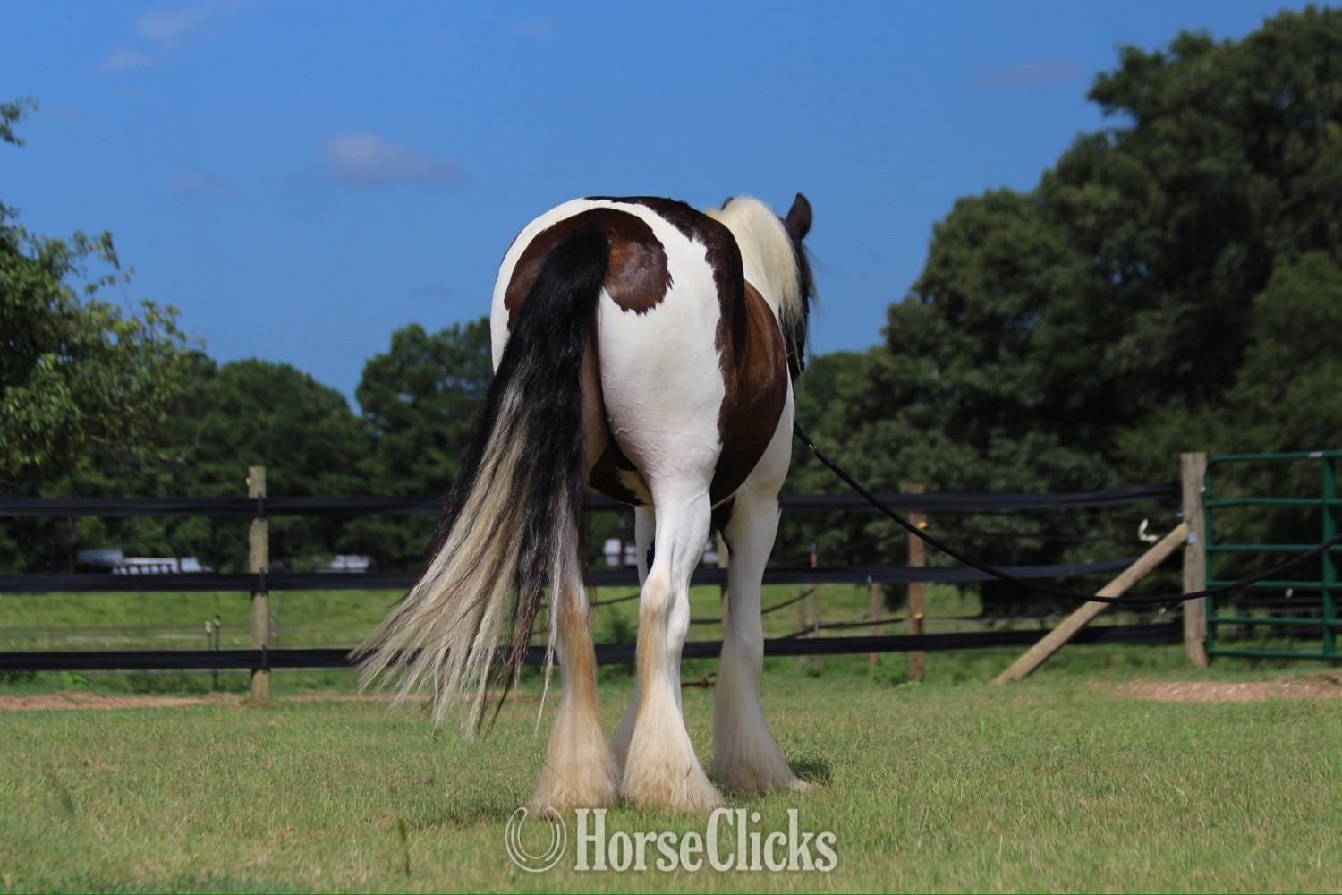 "Fennigan" Piebald Gelding Gypsy Vanner - Gypsy Vanner in Georgia
