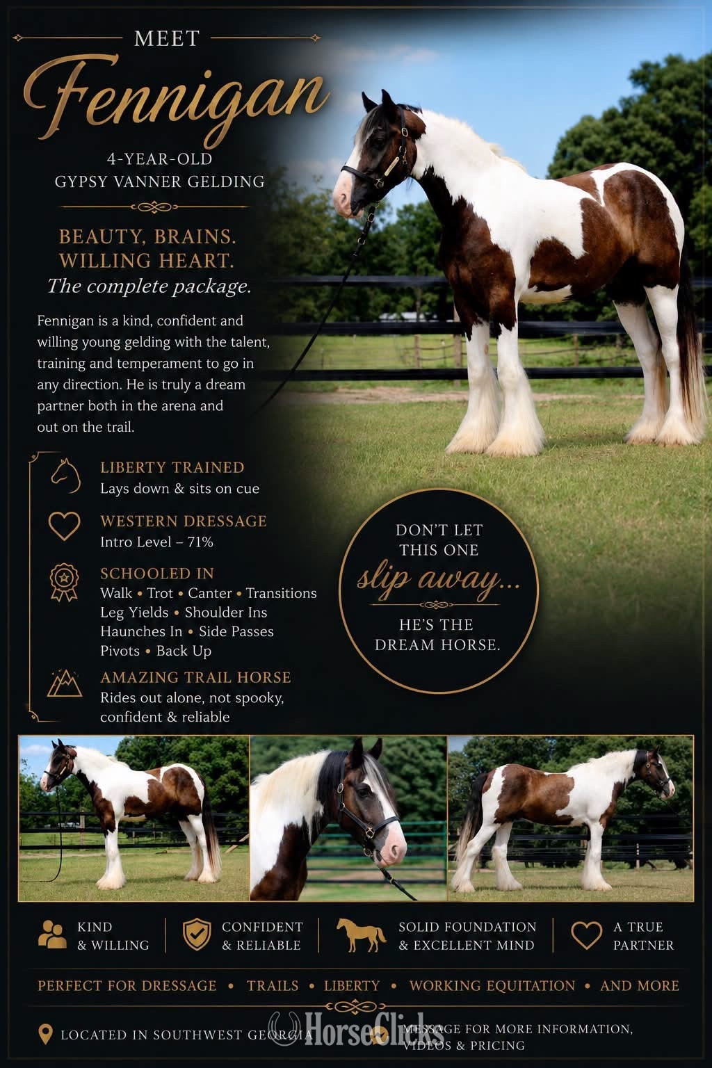 "Fennigan" Piebald Gelding Gypsy Vanner - Gypsy Vanner